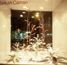 View from my window - Bekah Carran