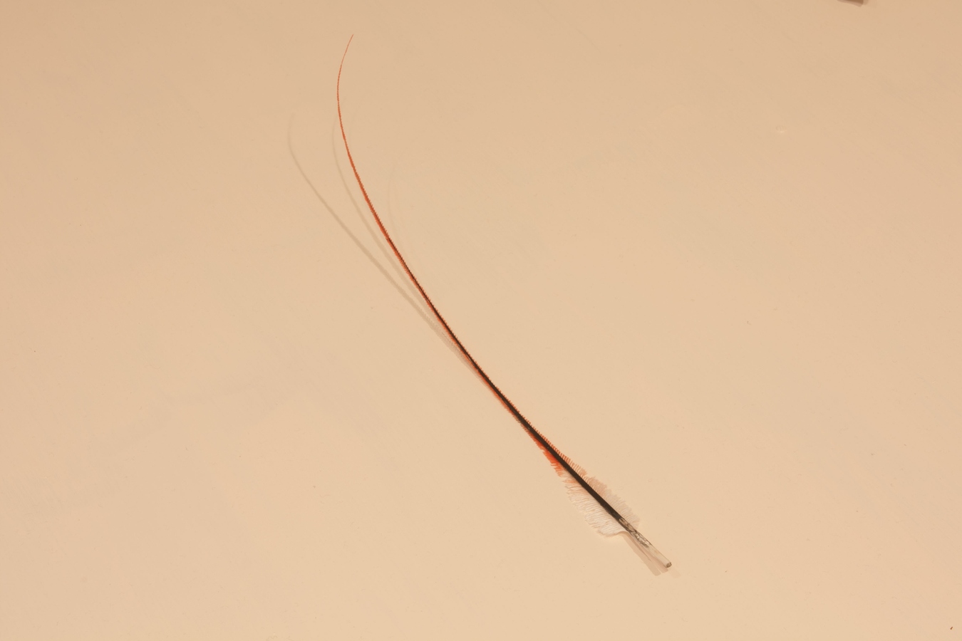 Eleanor Cooper, amokura feather, 2016, ostrich feather, hair dye, acrylic