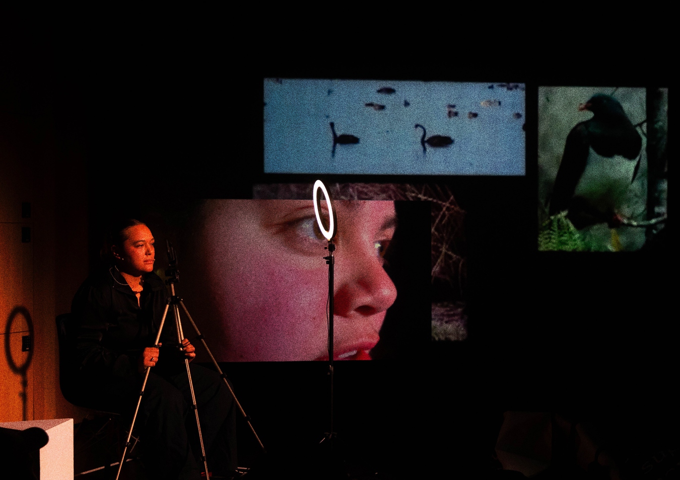 Artist, Bea, holds a tripod with a phone attached up to her face. In the background we see a mix of imagery- Swans on water, a kereru in a tree. the largest image is a close upn of Janayes face