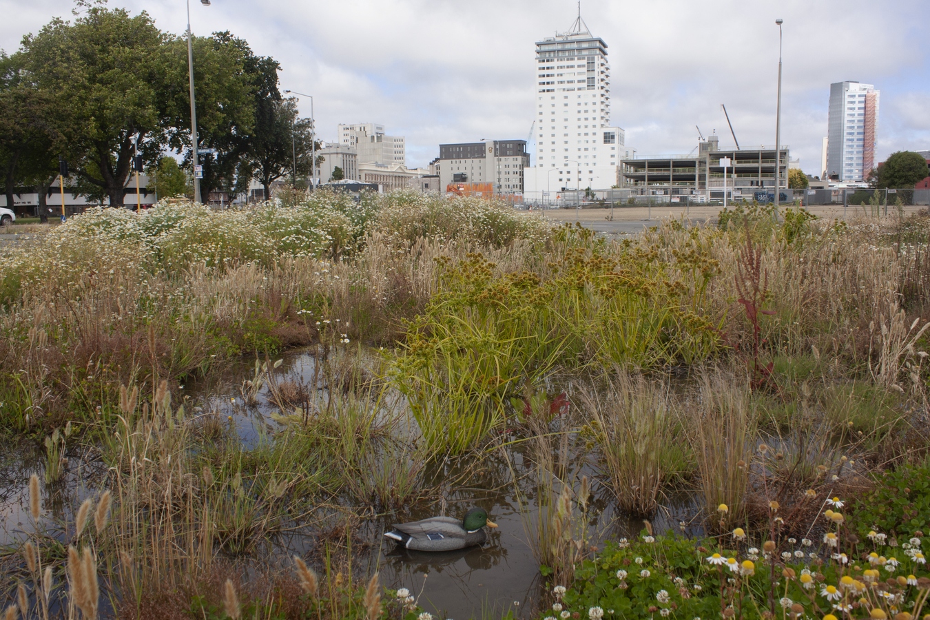 Daegan Wells, Wetlands, an urban intervention/installation, 2014.