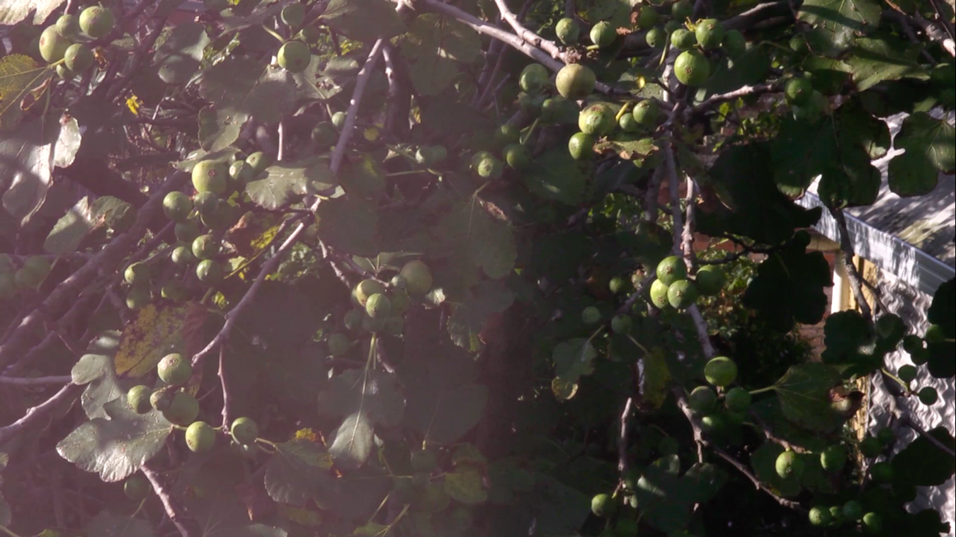 Ziggy Lever, Birds eating figs in the neighbour’s yard. 2015HD video, 2 minutes 24 seconds