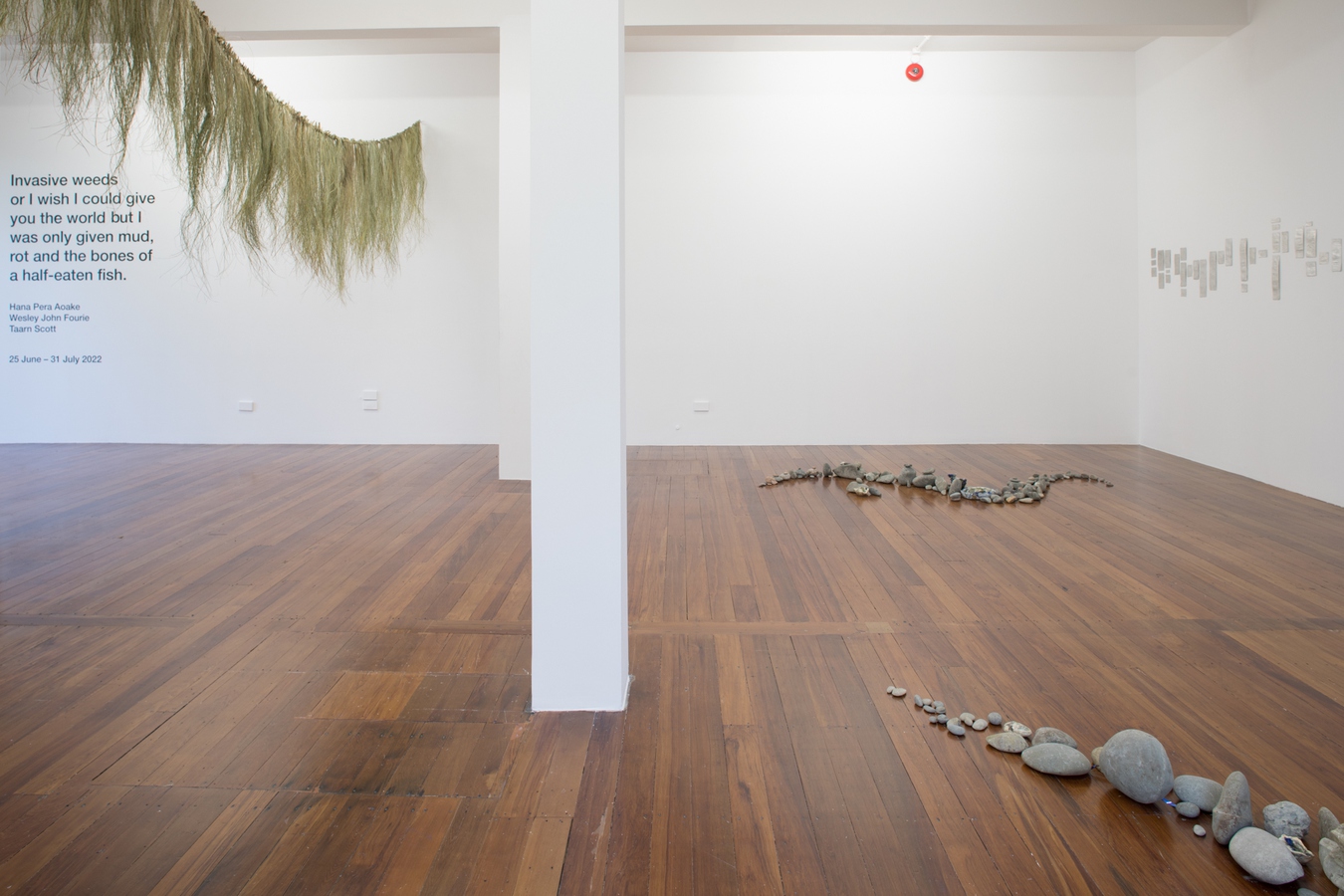 Image: Invasive weeds (installation view), 2022. Photo by Janneth Gil.