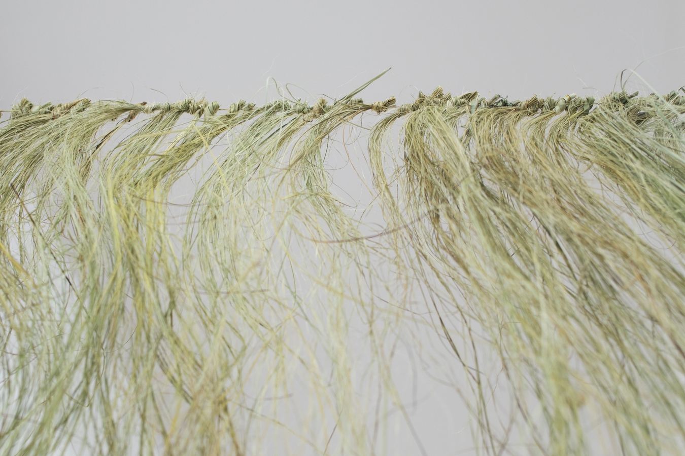 Image: Invasive weeds (detail), 2022. Photo by Janneth Gil.
